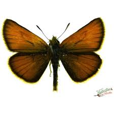 Attēlu rezultāti vaicājumam “Thymelicus sylvestris underside”