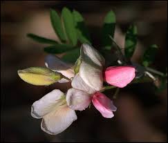 Attēlu rezultāti vaicājumam “Lathyrus sylvestris bud”