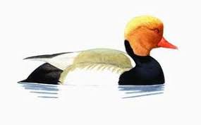 Image result for Netta rufina