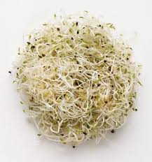 Attēlu rezultāti vaicājumam “Medicago”