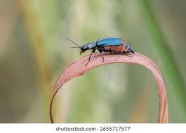 Attēlu rezultāti vaicājumam “Malachius bipustulatus”