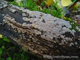 Attēlu rezultāti vaicājumam “Xylobolus frustulatus”