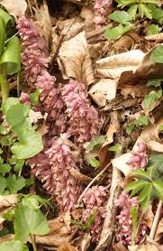Attēlu rezultāti vaicājumam “Lathraea squamaria flower”