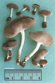 Attēlu rezultāti vaicājumam “Helvella macropus”