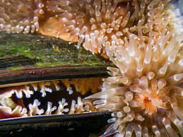 Image result for Anemonenarten