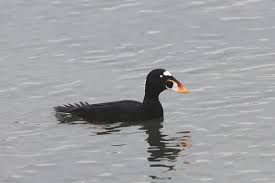 Image result for Melanitta perspicillata