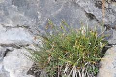 Attēlu rezultāti vaicājumam “Carex capillaris”