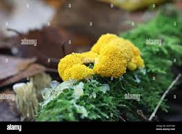 Attēlu rezultāti vaicājumam “Physarum virescens young”