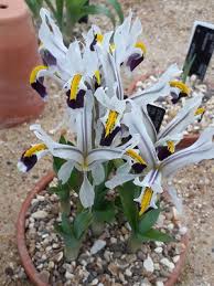 Attēlu rezultāti vaicājumam “Iris rosenbachiana flower”