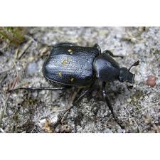 Attēlu rezultāti vaicājumam “Gnorimus variabilis”