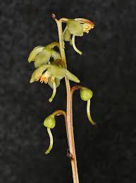 Attēlu rezultāti vaicājumam “Pyrola chlorantha”