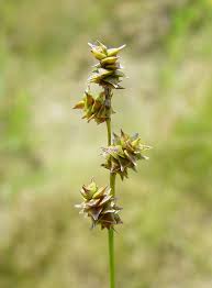 Attēlu rezultāti vaicājumam “Carex globularis”