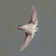 Image result for Ptyonoprogne rupestris