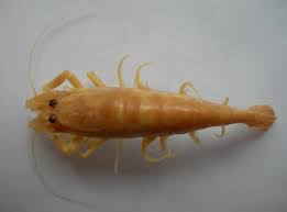 Attēlu rezultāti vaicājumam “Crangon crangon”