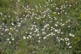 Attēlu rezultāti vaicājumam “Platyptilia tesseradactyla”