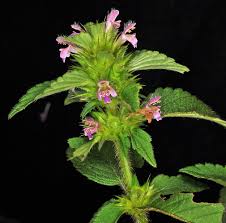 Attēlu rezultāti vaicājumam “Galeopsis tetrahit”