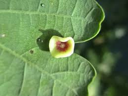 Attēlu rezultāti vaicājumam “Neuroterus albipes”