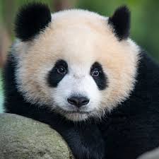 Image result for pandas