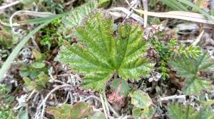 Attēlu rezultāti vaicājumam “Rubus chamaemorus leaf”