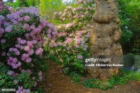 Image result for Arboretum Trompenburg