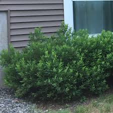 Attēlu rezultāti vaicājumam “Myrica gale male flower”