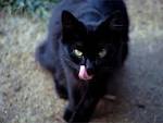 All Things Halloween - Black Cats
