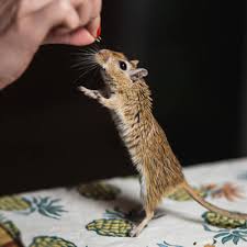 Image result for Gerbil
