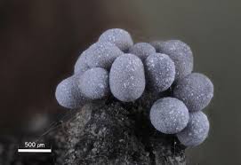 Attēlu rezultāti vaicājumam “Oligonema persimile sessile”