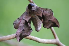 Image result for hawk moth