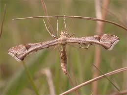 Attēlu rezultāti vaicājumam “Platyptilia gonodactyla”