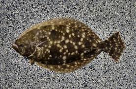 Image result for Paralichthys lethostigma