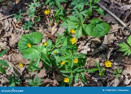 Attēlu rezultāti vaicājumam “Ranunculus cassubicus leaf”