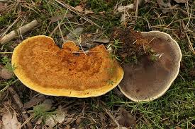 Attēlu rezultāti vaicājumam “Onnia triquetra”