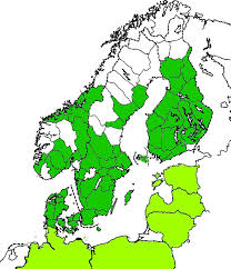Attēlu rezultāti vaicājumam “Cidnopus aeruginosus”