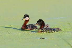 Attēlu rezultāti vaicājumam “Podiceps grisegena adult”