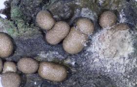 Attēlu rezultāti vaicājumam “Badhamiopsis sp.”