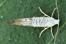 Attēlu rezultāti vaicājumam “Argyresthia semifusca”