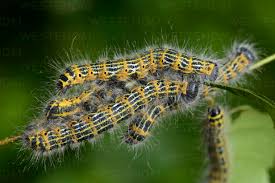 Attēlu rezultāti vaicājumam “Phalera bucephala”