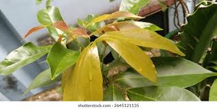 Attēlu rezultāti vaicājumam “Salix myrsinifolia leaf”