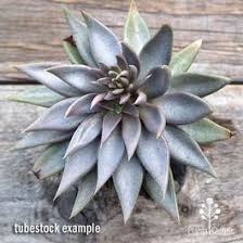 Image result for Heuchera Metallica