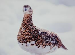 Attēlu rezultāti vaicājumam “Lagopus lagopus female”