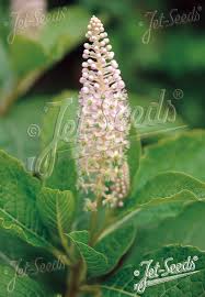Attēlu rezultāti vaicājumam “Phytolacca acinosa flower”