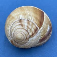 Attēlu rezultāti vaicājumam “Helicidae”