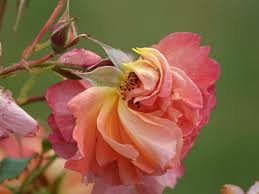 Attēlu rezultāti vaicājumam “Rosa glauca flower”