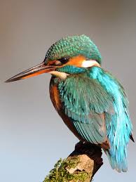 Attēlu rezultāti vaicājumam “Alcedo atthis”