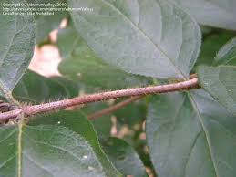 Attēlu rezultāti vaicājumam “Lonicera ferdinandii”