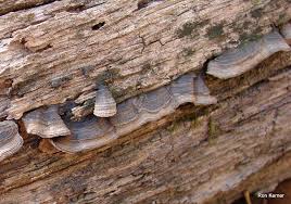 Attēlu rezultāti vaicājumam “Cribraria rubiginosa spores”