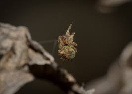 Attēlu rezultāti vaicājumam “Gibbaranea gibbosa”