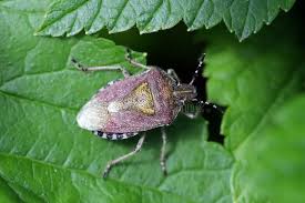 Attēlu rezultāti vaicājumam “Dolycoris baccarum”