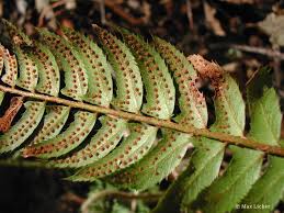 Attēlu rezultāti vaicājumam “Polystichum lonchitis”